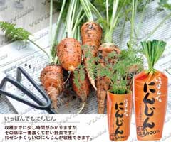 プチ栽培セット家庭菜園にんじん1